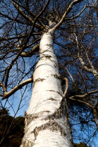 Birch trunk in Norrkila 2 photo