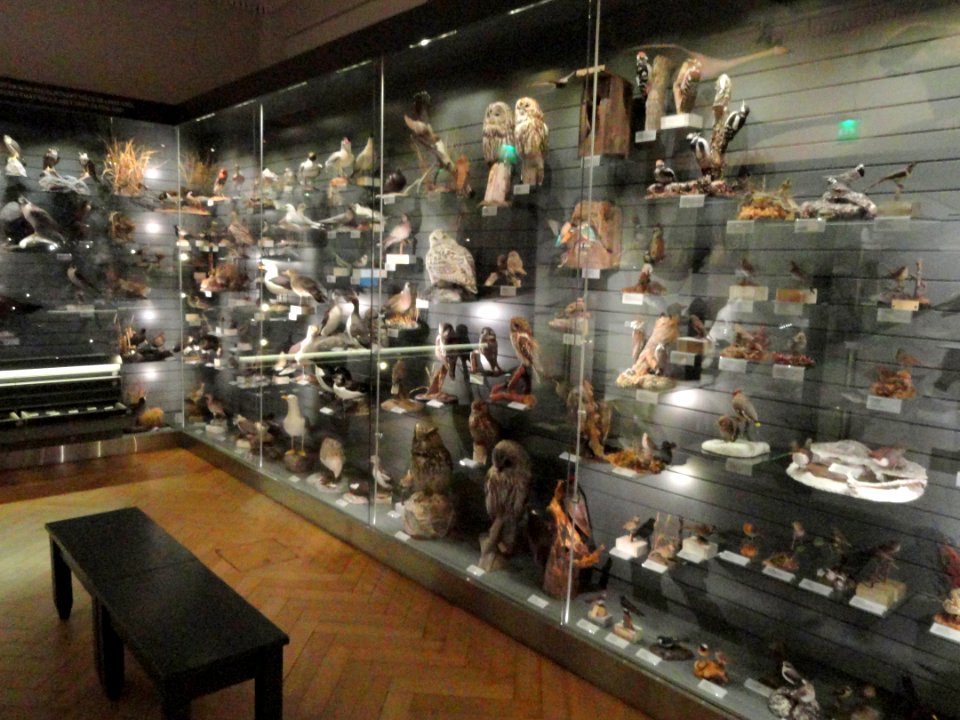 Bird room - Finnish Museum of Natural History - DSC04587