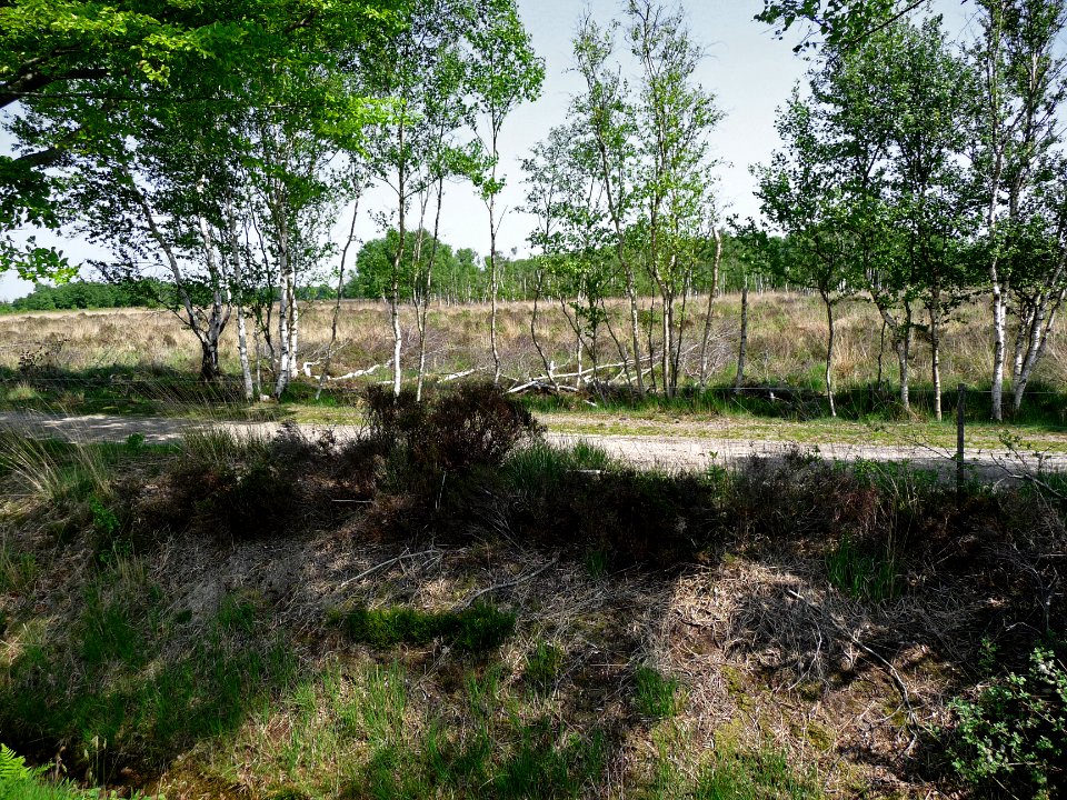 Birch trees on the high moor Fochterloerveen, near Bovensmilde