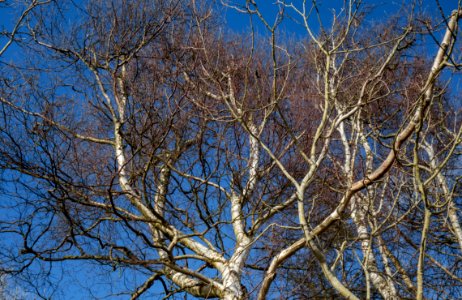 Birch tops in Norrkila