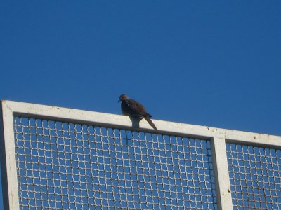 Bird on basketbal board - Madani school - Nishapur 1