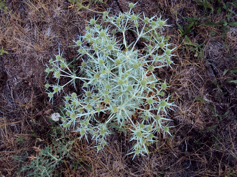 Biskoupský kopec 05