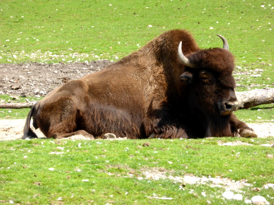 Bison-bison-athabascae-3