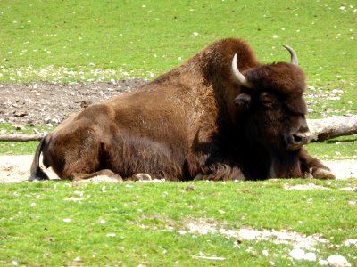Bison-bison-athabascae-3