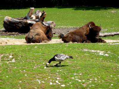 Bison-bison-athabascae-2