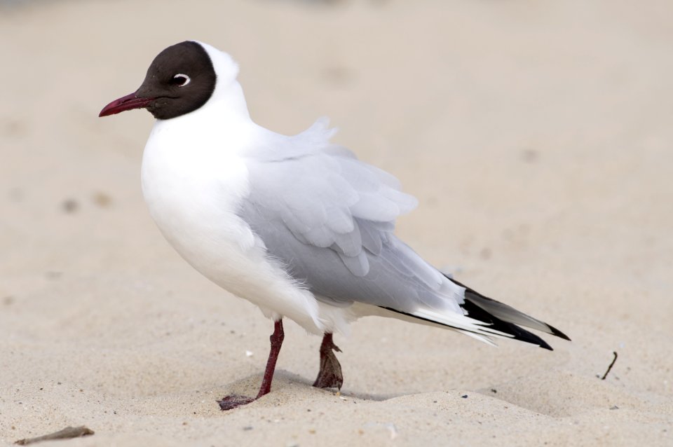 Black-headed Gull (Chroicocephalus ridibundus)