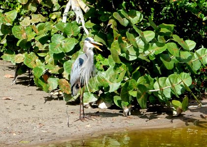 Bird - Morikami Museum and Japanese Gardens - Palm Beach County, Florida - DSC03496