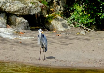 Bird - Morikami Museum and Japanese Gardens - Palm Beach County, Florida - DSC03490