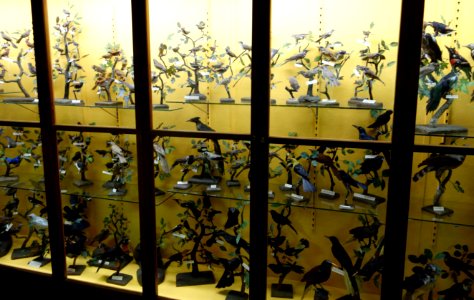 Bird case - Fairbanks Museum and Planetarium - DSC04398