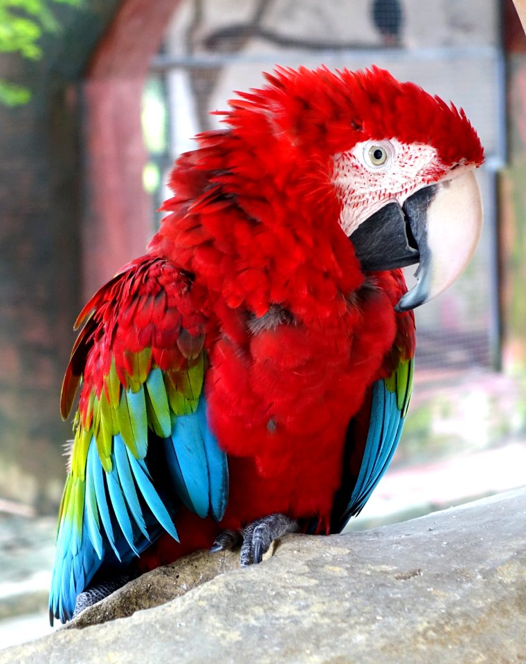 Bird - Aviary, Tazishan Park - Chengdu, China - DSC03026