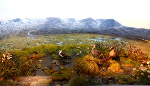 Bird diorama - Swedish Museum of Natural History - Stockholm, Sweden - DSC00690 photo