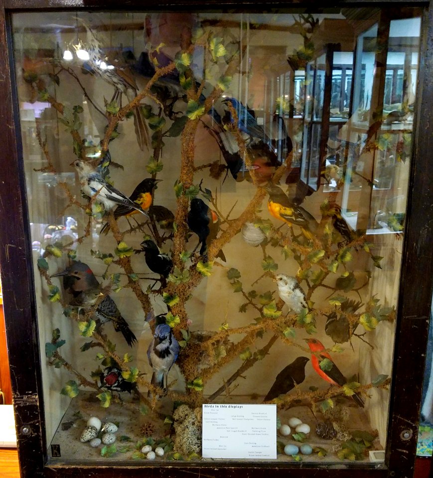 Bird display - Pember Library and Museum - Granville, New York - 20180224 141653