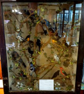 Bird display - Pember Library and Museum - Granville, New York - 20180224 141653