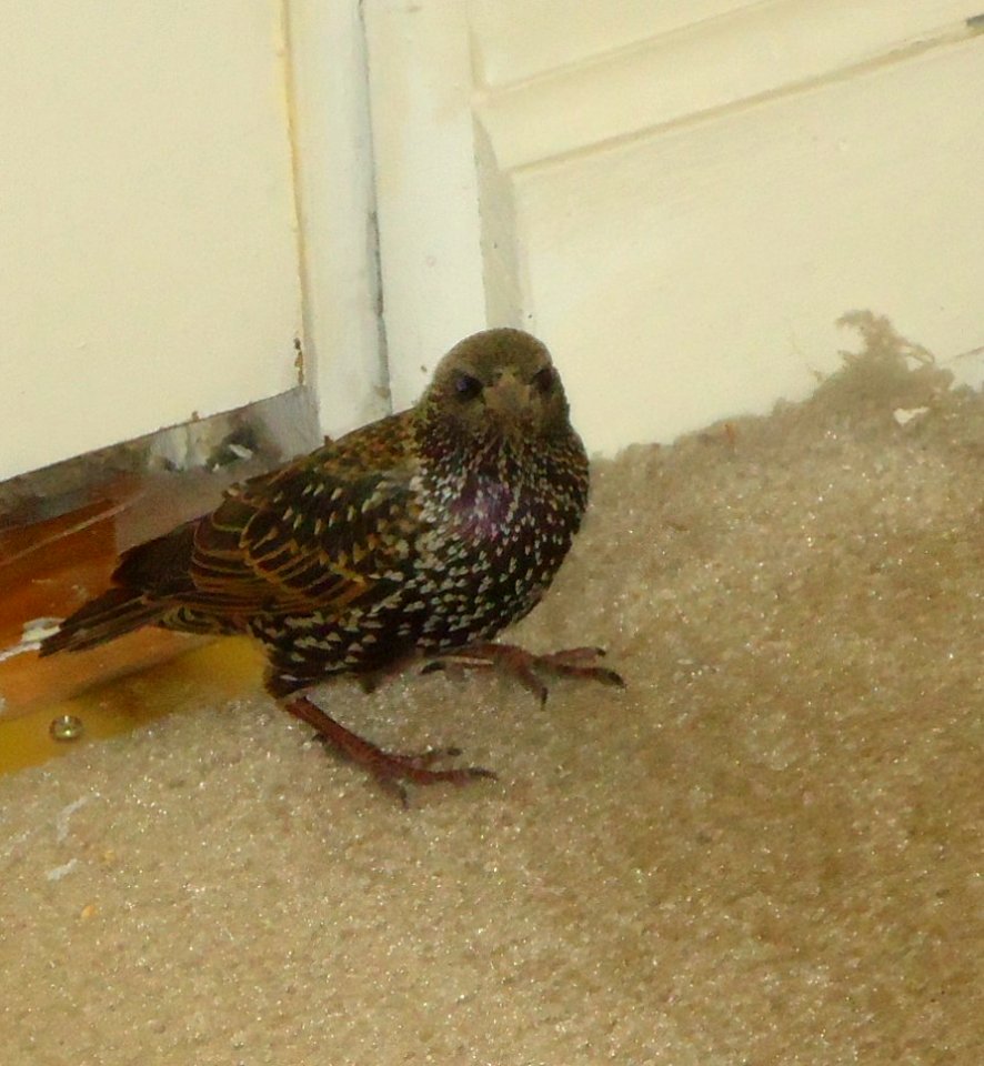 Bird on the rug in our house