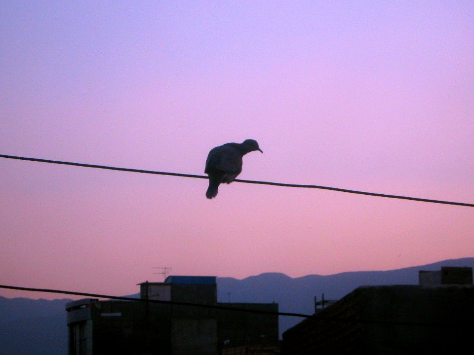 Bird on power cable - veiw of Nishapur at Twilight 6