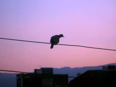 Bird on power cable - veiw of Nishapur at Twilight 6