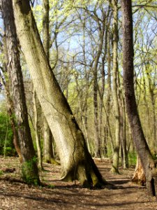 Bird Park trail, Mount Lebanon, 2021-04-11, 01