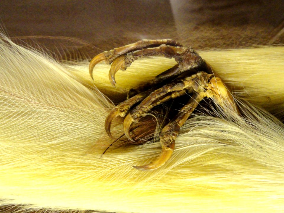 Bird of paradise, detail - National Geographic Museum - DSC05063