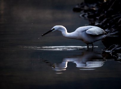 Bird egret