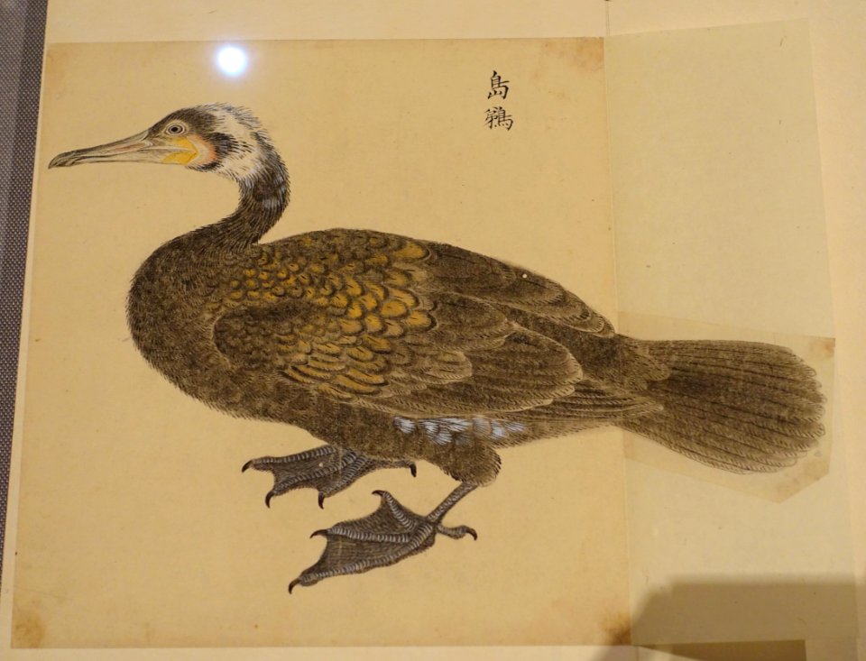 Bird 1, from Album of Birds, Waterbirds 2, compiled by Hotta Masa'atsu, Edo period, 1700s-1800s, color on paper - Tokyo National Museum - Ueno Park, Tokyo, Japan - DSC09031