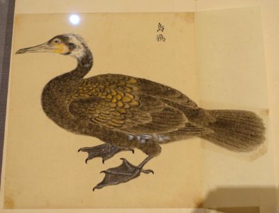 Bird 1, from Album of Birds, Waterbirds 2, compiled by Hotta Masa'atsu, Edo period, 1700s-1800s, color on paper - Tokyo National Museum - Ueno Park, Tokyo, Japan - DSC09031