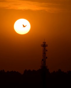 Bird in front of sunset