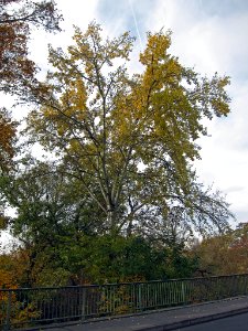 Birke Schweinfurt, 2