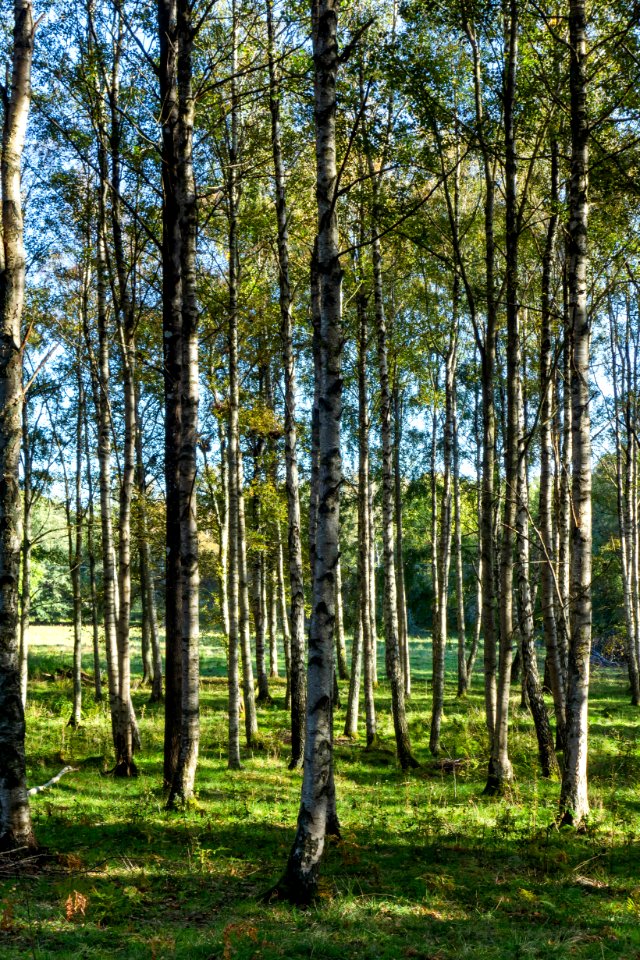 Birches in a pasture in Gullmarsskogen 1