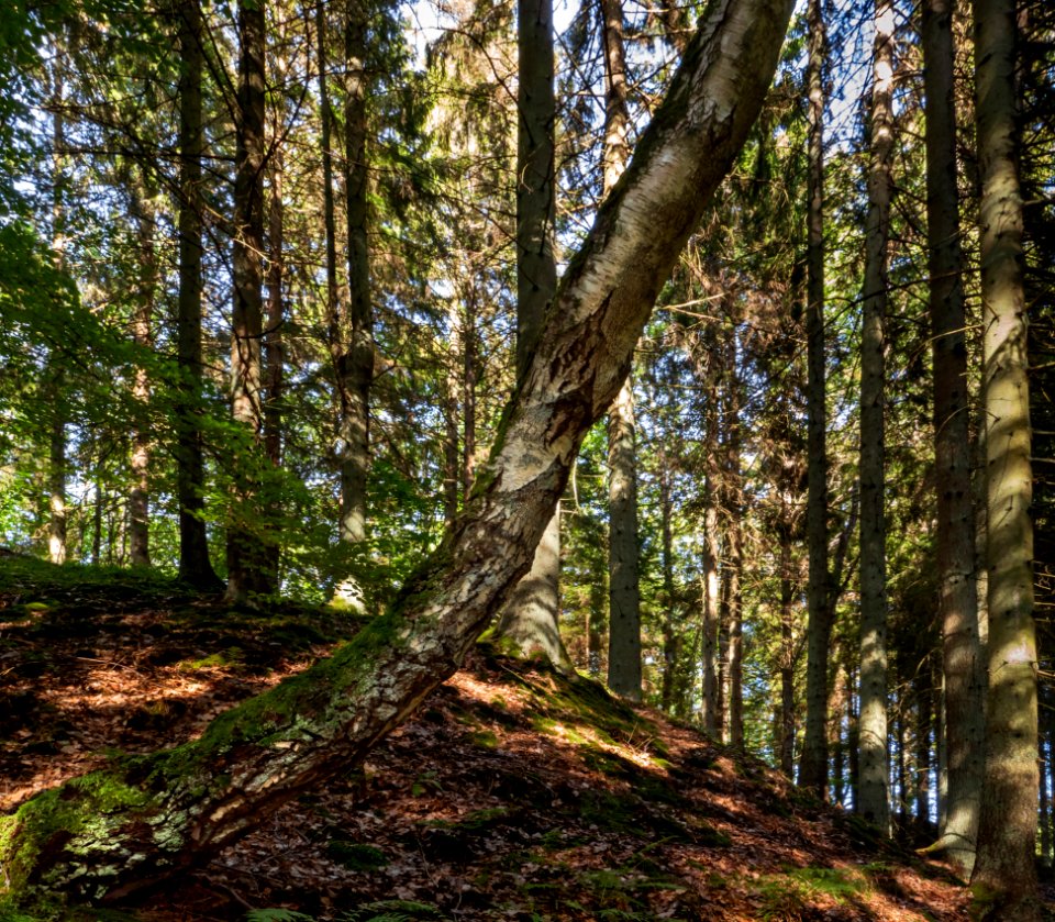 Birch in front of spruces on a slope into Gullmarsskogen ravine