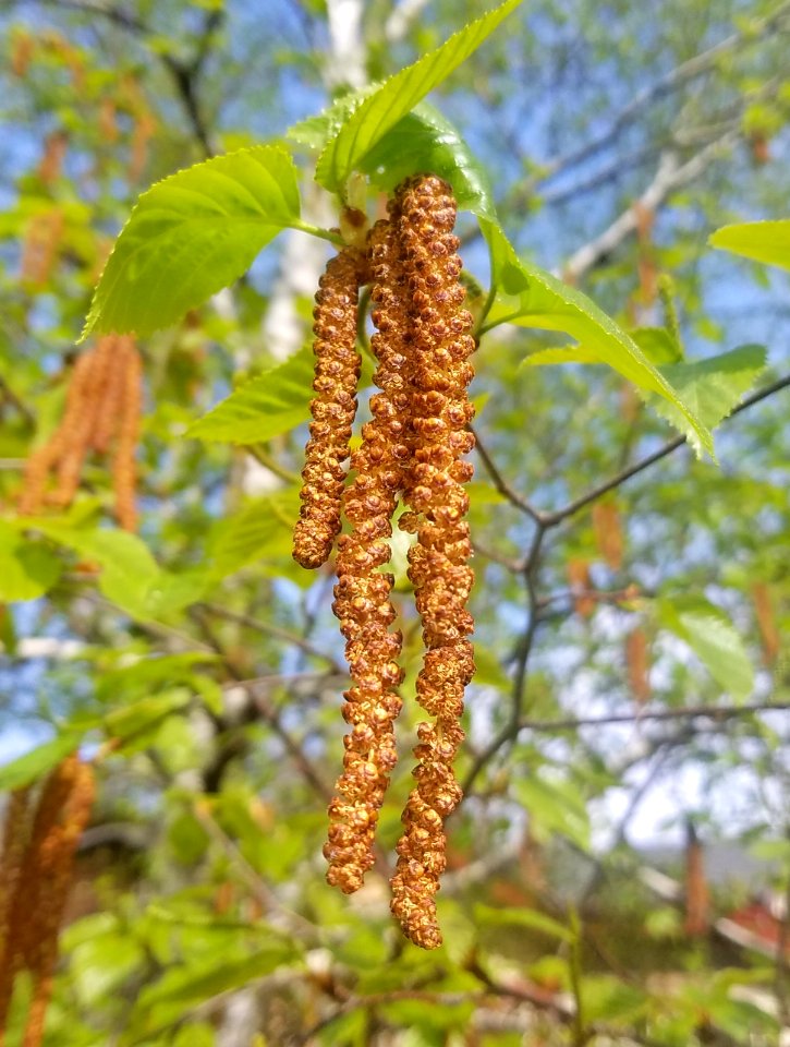Birch catkins - Arlington, MA