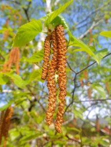 Birch catkins - Arlington, MA