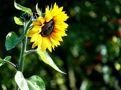Sunflower sunflower seeds sunflower oil photo