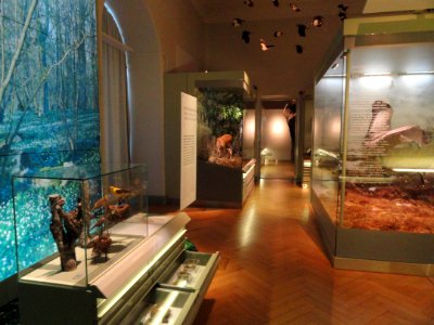 Bird room - Finnish Museum of Natural History - DSC04560