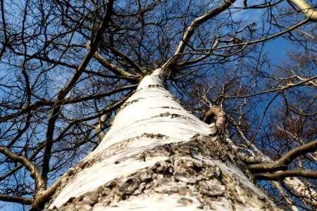 Birch trunk in Norrkila 1 photo