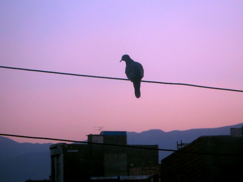 Bird on power cable - veiw of Nishapur at Twilight 3