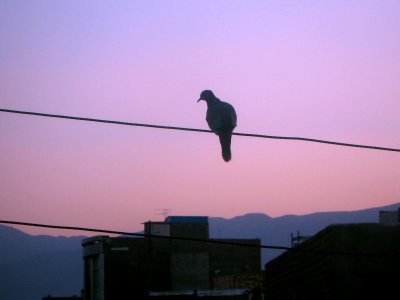 Bird on power cable - veiw of Nishapur at Twilight 3
