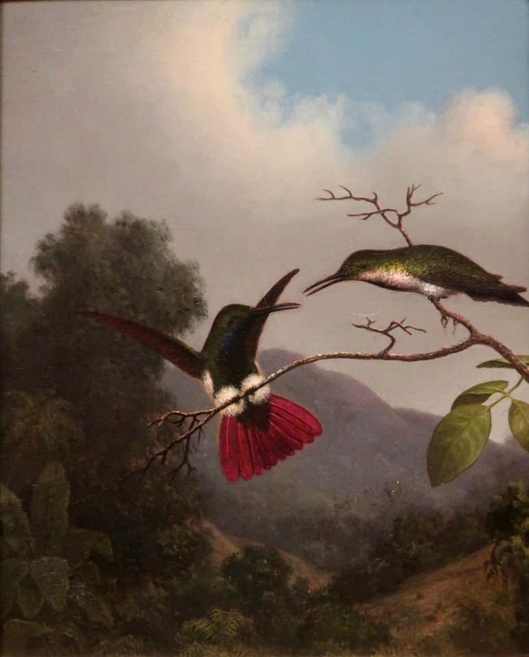 Black-throated Mango by Martin Johnson Heade