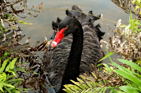 Black-Swan-20071101-003 photo