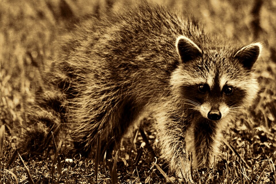 Furry cute retro look