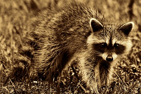 Furry cute retro look