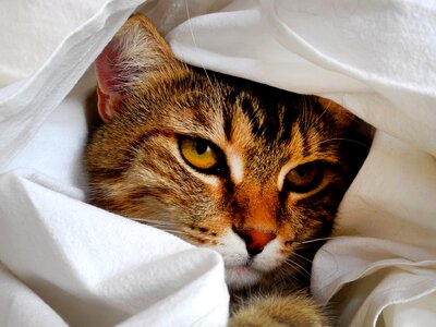Pet eyes cat's eyes