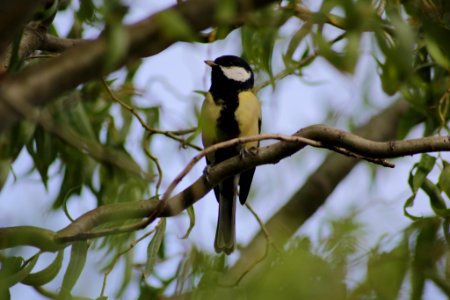 Bird On A Branch (173224175)