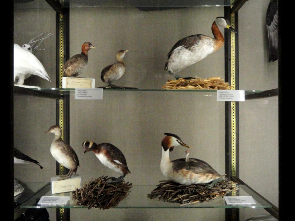 Bird exhibit - Finnish Museum of Natural History - DSC04626
