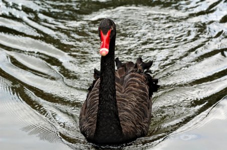 Black-Swan-20071101-005 photo