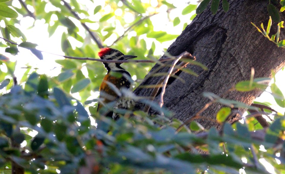 Black-rumped Flameback Dinopium benghalense (185048039)