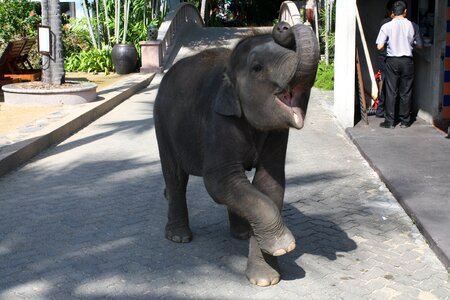 Wild animal asia nature photo