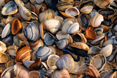 Sand nature shellfish photo