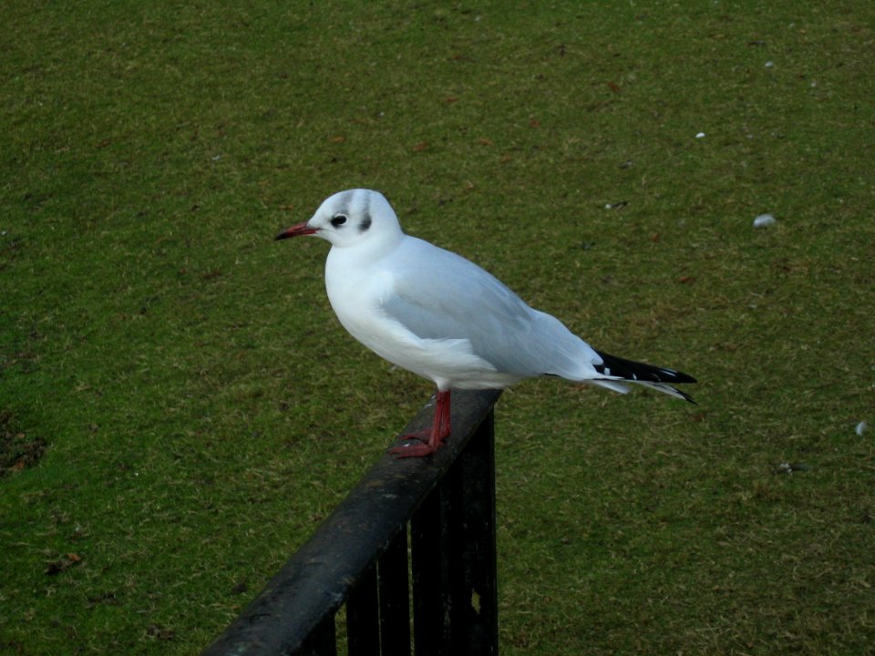 Black-headed-gull-Verulamium-Park-20031101-001