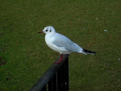 Black-headed-gull-Verulamium-Park-20031101-001 photo