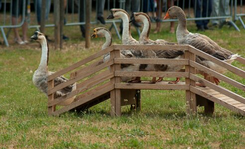 Poultry backyard farm